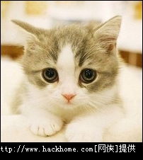 超萌的喵星人小猫qq头像大全