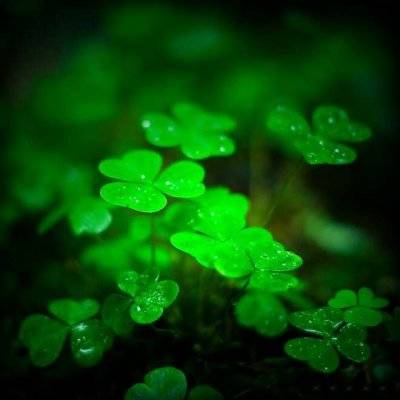 四叶草qq头像大全梦幻最美四叶草女生个性头像