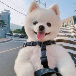 背景图头像狗狗头像