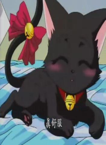 求东京猫猫小梅变成小猫时的图
