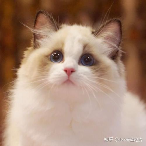 布偶猫的价格一般是多少钱一只市场上买的布偶猫要多少钱