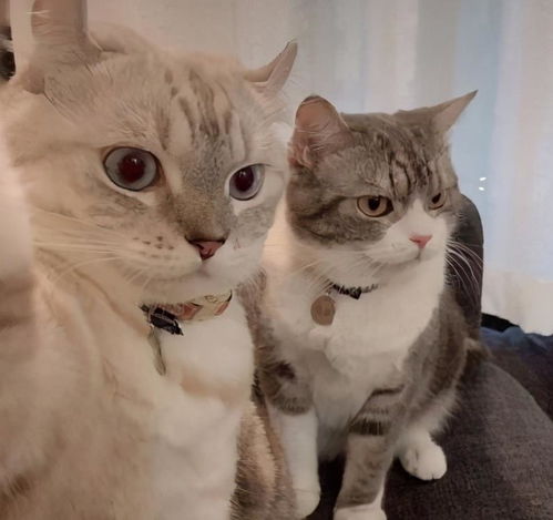猫咪表达喜欢你的十种方式,看看你家猫咪中几条