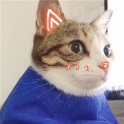 超级可爱的猫咪喵星人头像2018想你冷艳还想你轻佻又下贱
