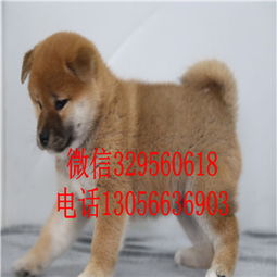 和平纯种健康柴犬幼犬宠物狗柴犬价格日系柴犬幼犬可爱呆萌的柴犬