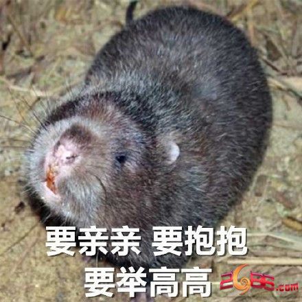 华农兄弟吃竹鼠的百种理由竹鼠没有中暑