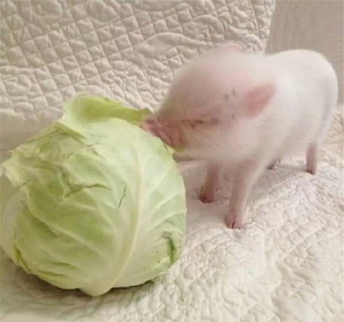新奇特宠物猪