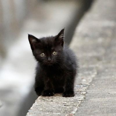 猫萌萌哒头像,可爱的小猫咪分享给用小猫做头像的女生