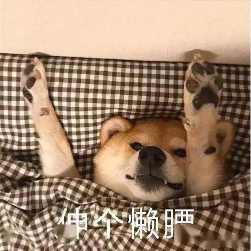 柴犬价格今年能不能降下来
