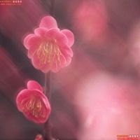 手机头像春暖花开微信头像图片大全
