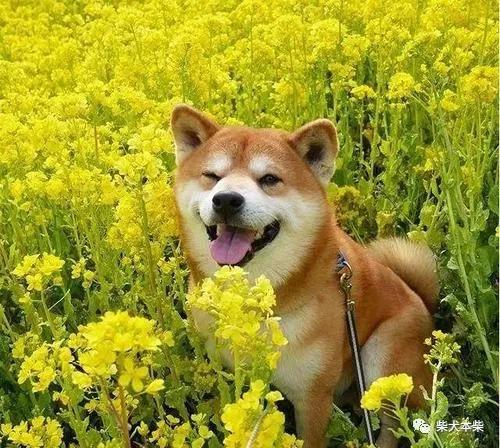 柴犬适合家养吗柴犬的性格总结狗狗