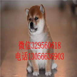 东丽纯种柴犬幼犬多少钱一只狗场直销纯种健康的柴犬哪里能买到家养的柴犬可爱呆萌的柴犬