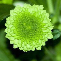 清净高洁空间唯美菊花qq头像花的图片大全