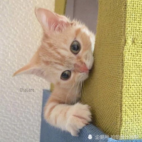 可爱小猫朋友圈背景图头像