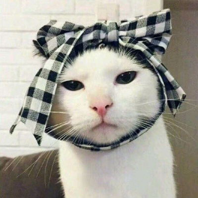 猫咪头像可爱图片萌宠猫咪图片大全可爱