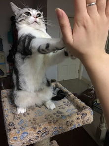 有一只态度嚣张的猫是种什么体验更多图
