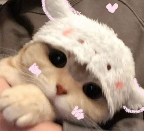 敲可爱的猫咪情头