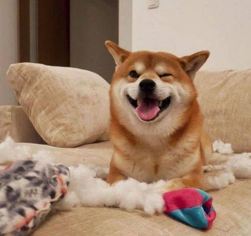 日本一柴犬因笑容治愈走红网络网友太甜了,羡慕