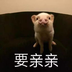 oo你今天吸猪了吗
