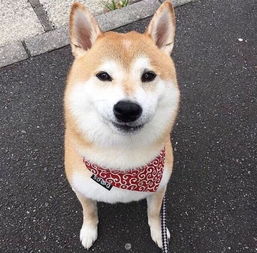 给我几张柴犬的那种漫画图很逆天的那种我要当头像的