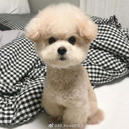 可爱搞怪的狗狗萌宠系列头像