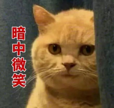 进了这家宠物店,再也不想养猫了