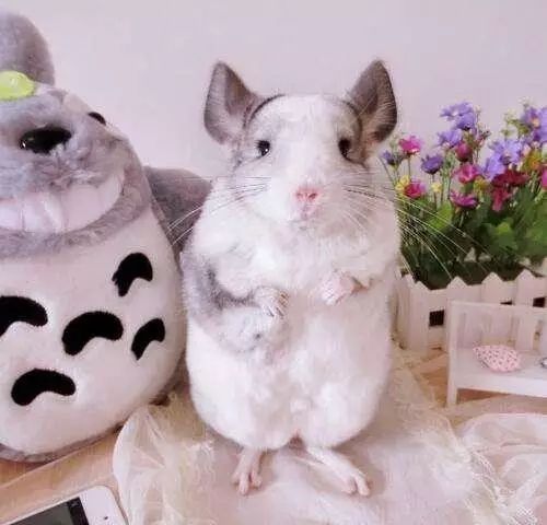 现实中真实存在的龙猫竟然是只这么可爱老鼠