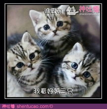 暴走漫画网站最近热门帖子暴走漫画最火爆的原创恶搞漫画