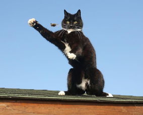 现实版猫和老鼠英建筑顶上演猫戏鼠大戏