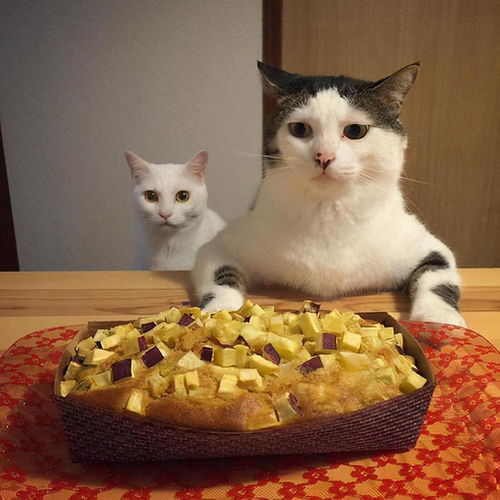 千万别在猫咪面前吃东西,那小眼神简直了