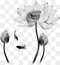 免费下载荷花素描图片大全千库网png