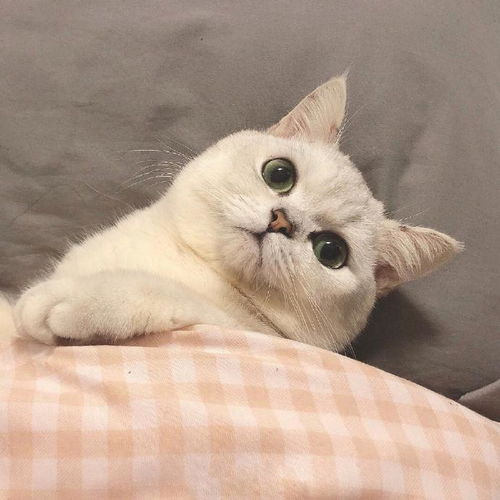 头像君可爱的猫咪情侣头像