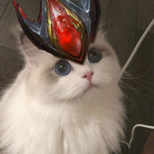 王者荣耀猫猫头像搬运第三弹