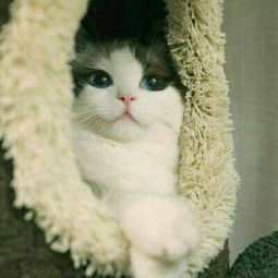 猫与狗哪个会是你的小伙伴