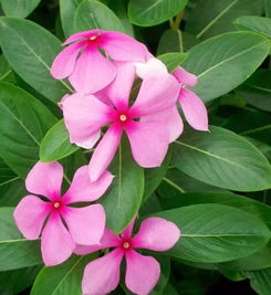长春花