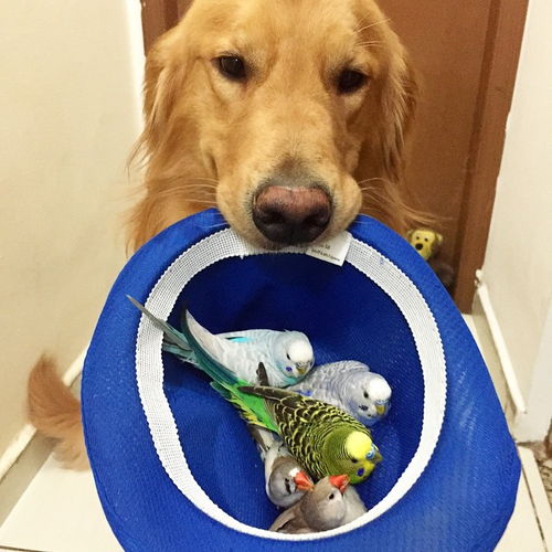 金毛猎犬和鹦鹉仓鼠和谐相处一起摆pose拍照