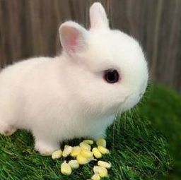 生肖兔的姻缘