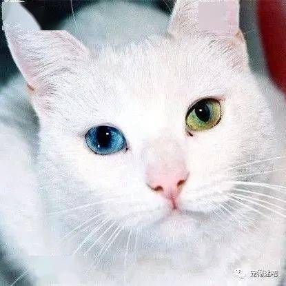 最适合当宠物的10种猫咪,橘不可待中华田园猫上榜