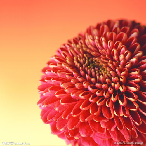 花卉春天菊花花瓣鲜花无框装饰画摄影图