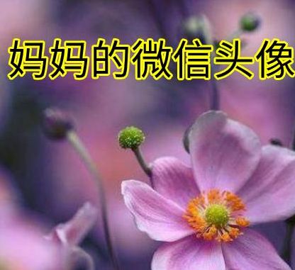 当妈妈看见自己的孩子用动漫当微信头像,妈妈换个正常点的