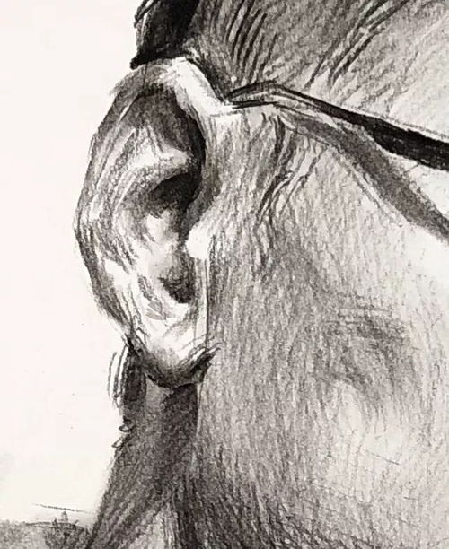 素描头像戴眼镜的34男青年及侧身男中年
