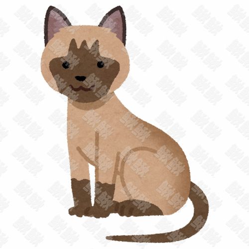 棕色的东奇尼猫的写实插画的小猫猫咪手绘卡通插画手绘png儿童插画免扣素材1阿猫阿狗