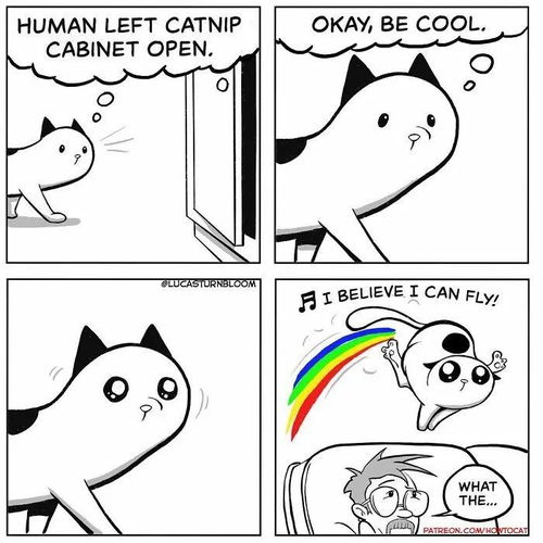 养猫日常的四格漫画直接命中铲屎官的小心脏