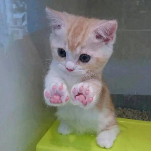 救命我被这群小猫咪萌化了