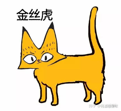 中华田园猫的名字,你知道吗