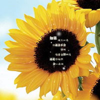 向日葵qq头像向日葵女生头像