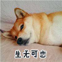 柴犬荡秋千头像微信头像图片大全