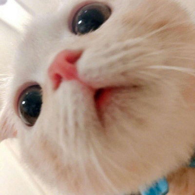 可爱小猫咪卖萌头像史上最可爱超萌的小白猫图片