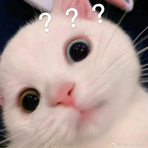 猫咪蛋崽表情包