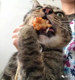 现在的猫都嚣张的不要不要的了,证据前也没一丝后悔