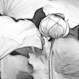 求莲花的素描图,多找几张